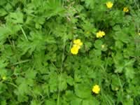 Common Meadow Buttercup