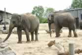 Blackpool Zoo Elephants