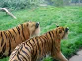 Blackpool Zoo Tigers