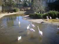 Bristol Zoo Flamingos