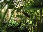 Tropical World 1