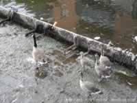 Canada Geese & Goslings