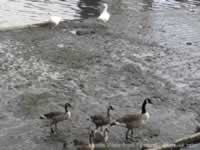 Canada Geese & Gosling