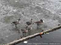 Canada Gees at Granary Wharfe