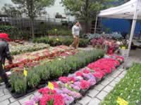 Plants on Sale